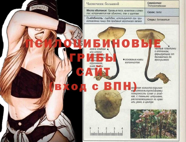 стаф Алзамай
